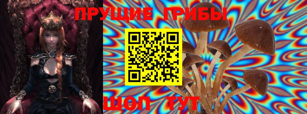 Псилоцибиновые грибы Cubensis Фролово